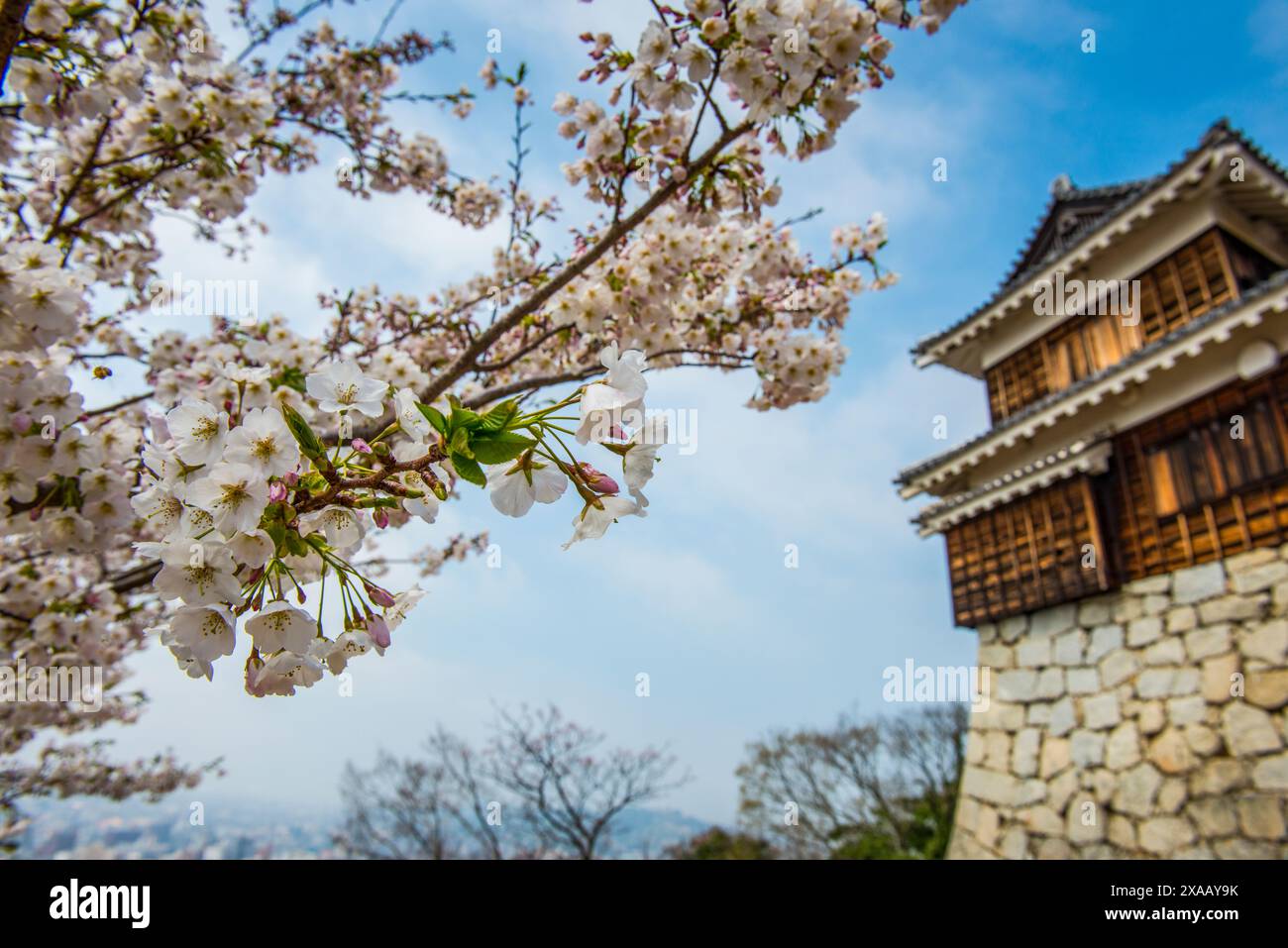 Cherry blossom in the Matsuyama Castle, Shikoku, Japan, Asia Foto Stock