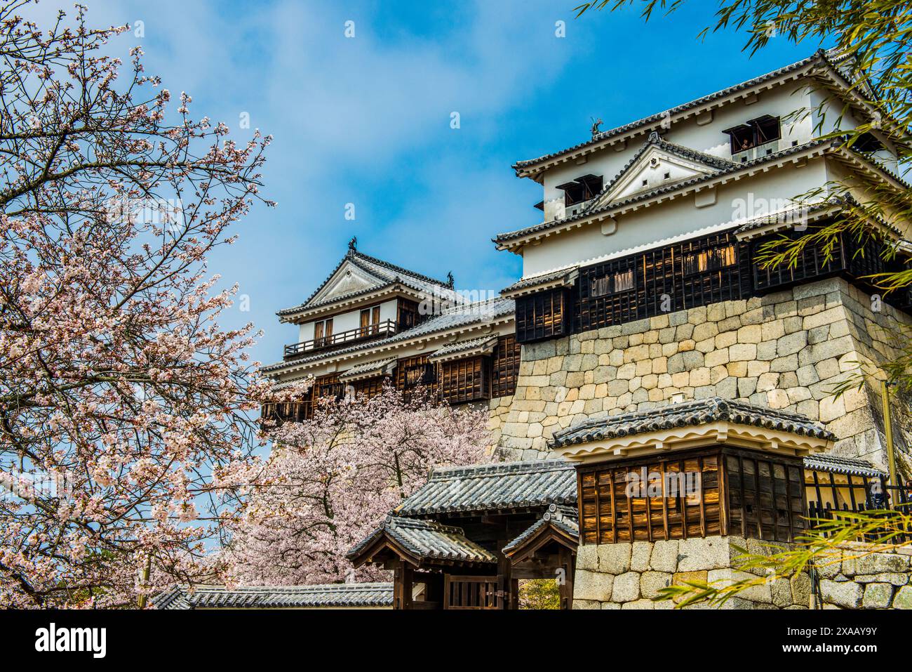 Cherry blossom in the Matsuyama Castle, Shikoku, Japan, Asia Foto Stock