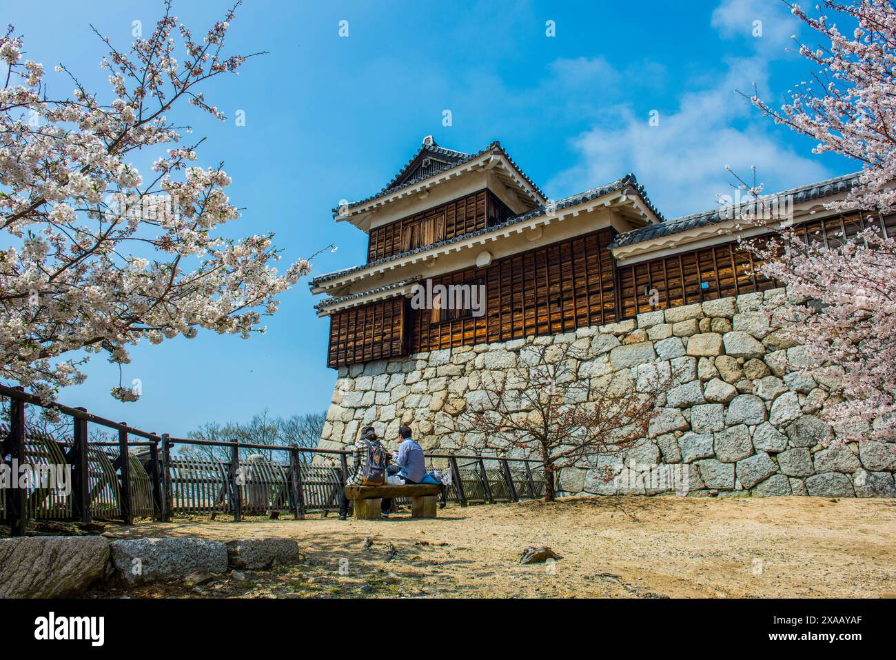 Cherry blossom in Matsuyama Castle, Shikoku, Japan, Asia Foto Stock