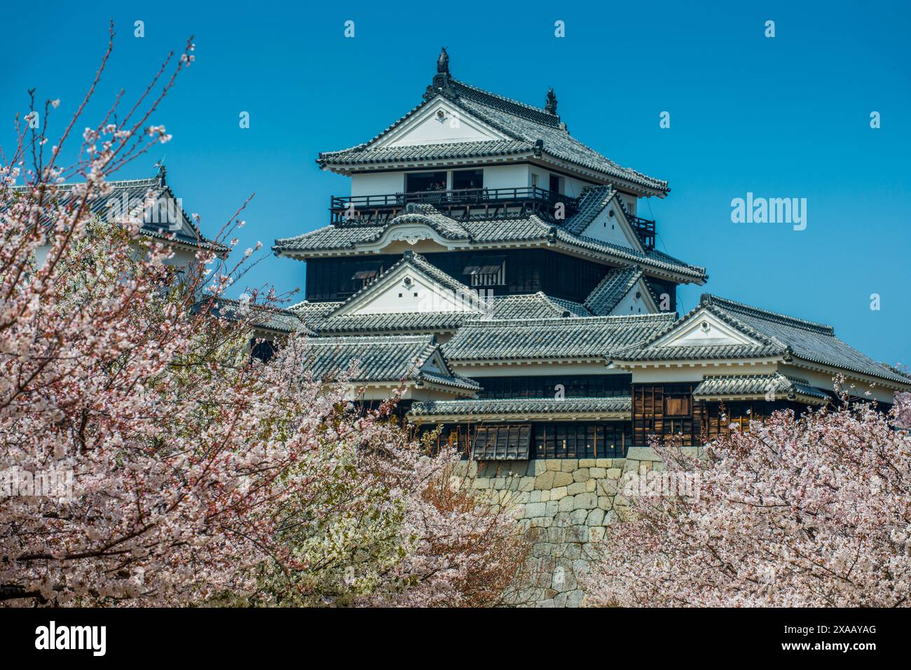 Cherry blossom in Matsuyama Castle, Shikoku, Japan, Asia Foto Stock