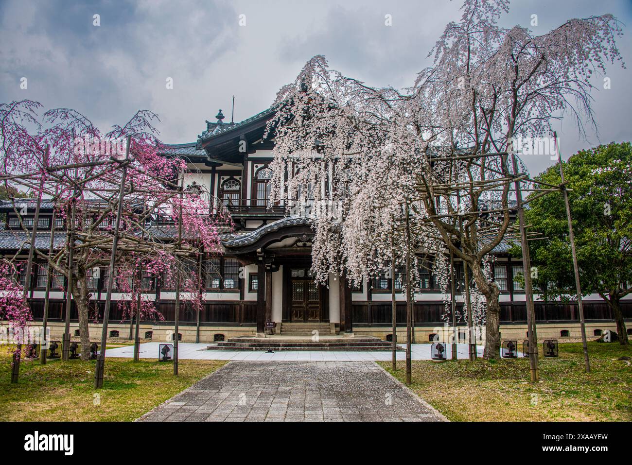 Alberi di ciliegio in fiore di fronte a una casa tradizionale, patrimonio dell'umanità dell'UNESCO, Nara, Kansai, Honshu, Giappone, Asia Foto Stock