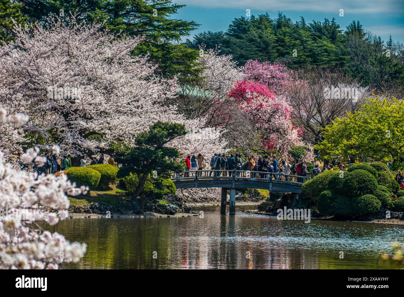 Fiori di ciliegio nel Parco Shinjuku-Gyoen, Tokyo, Honshu, Giappone, Asia Foto Stock