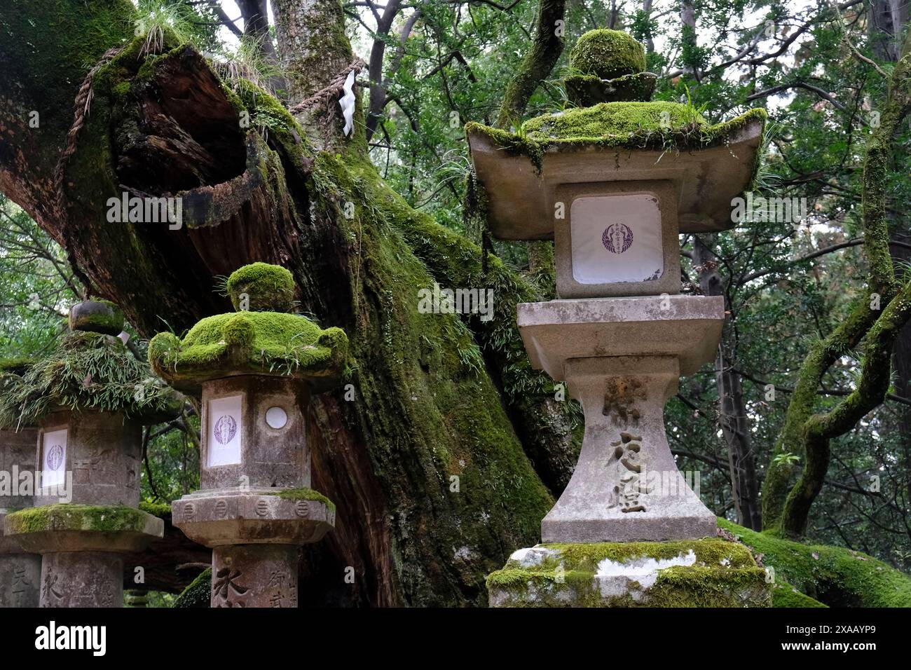 Un gruppo di lanterne di pietra situate all'interno di una fitta foresta a Nara, Honshu, Giappone, Asia Foto Stock