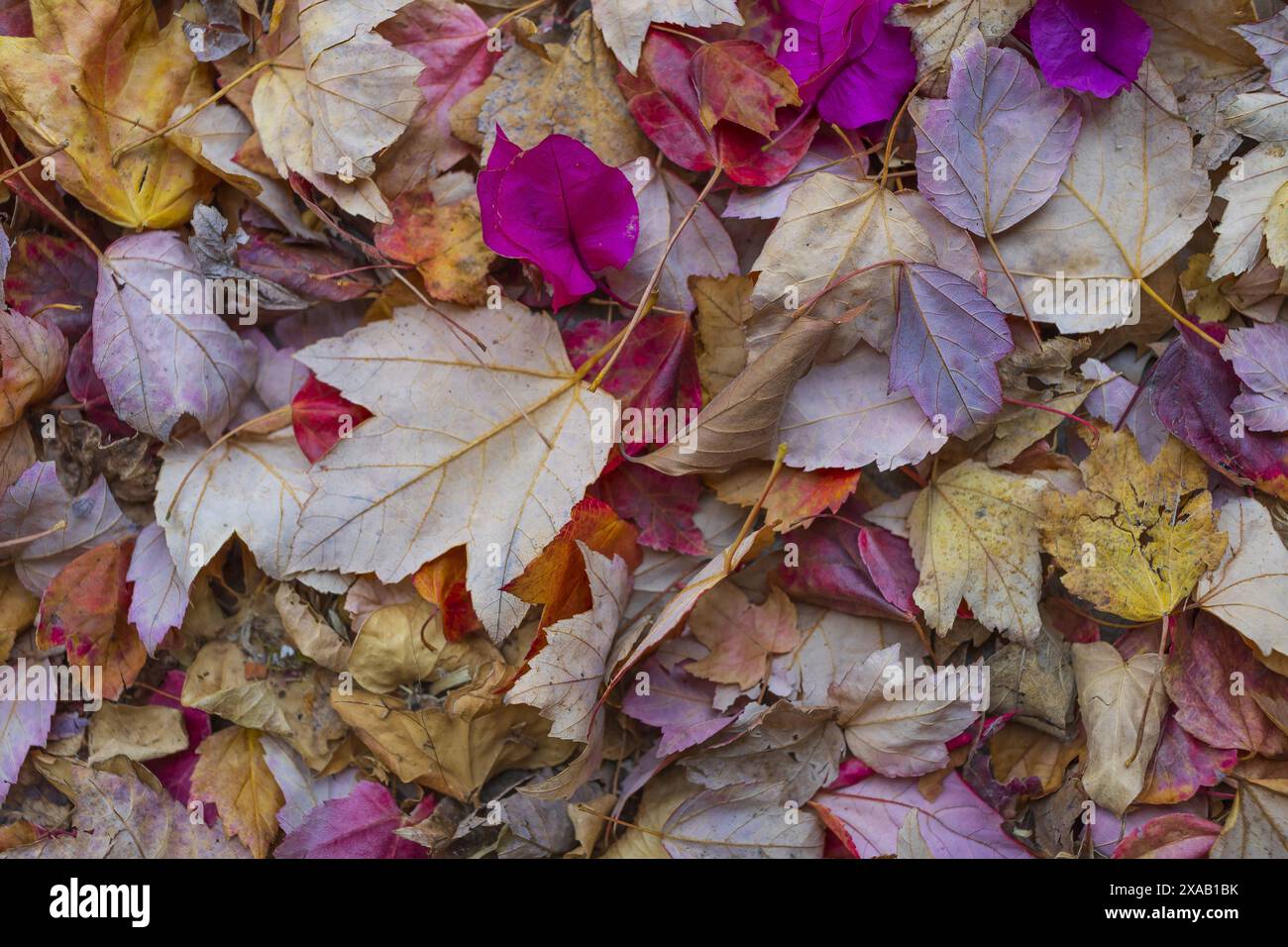 fotografie piatte di foglie e petali colorati caduti sullo sfondo Foto Stock