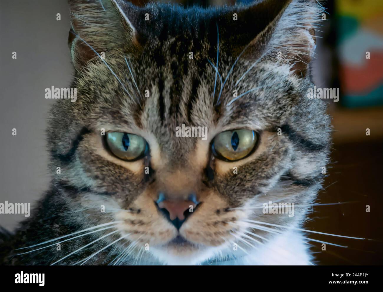 Un gatto della casa posa per la macchina fotografica Foto Stock