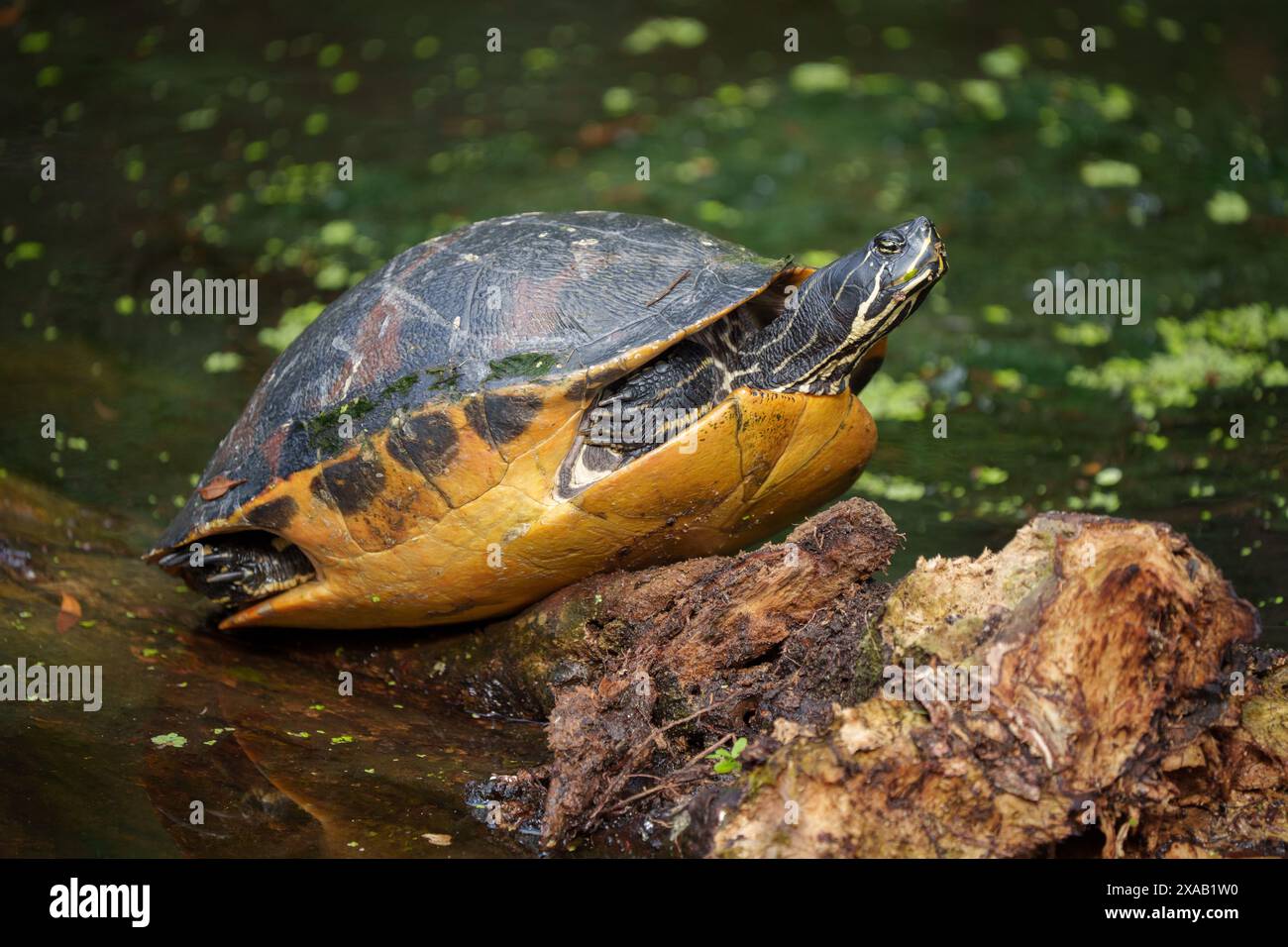 Tartaruga nella palude Foto Stock