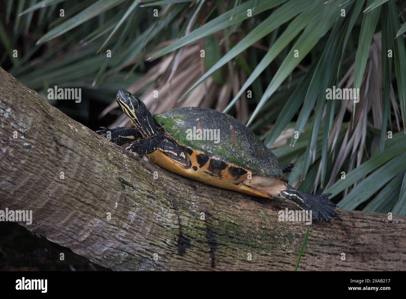 Turtle riposa su un tronco Foto Stock