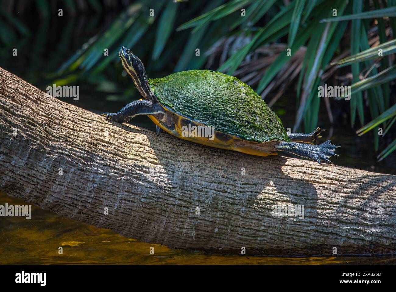 Turtle riposa su un tronco Foto Stock