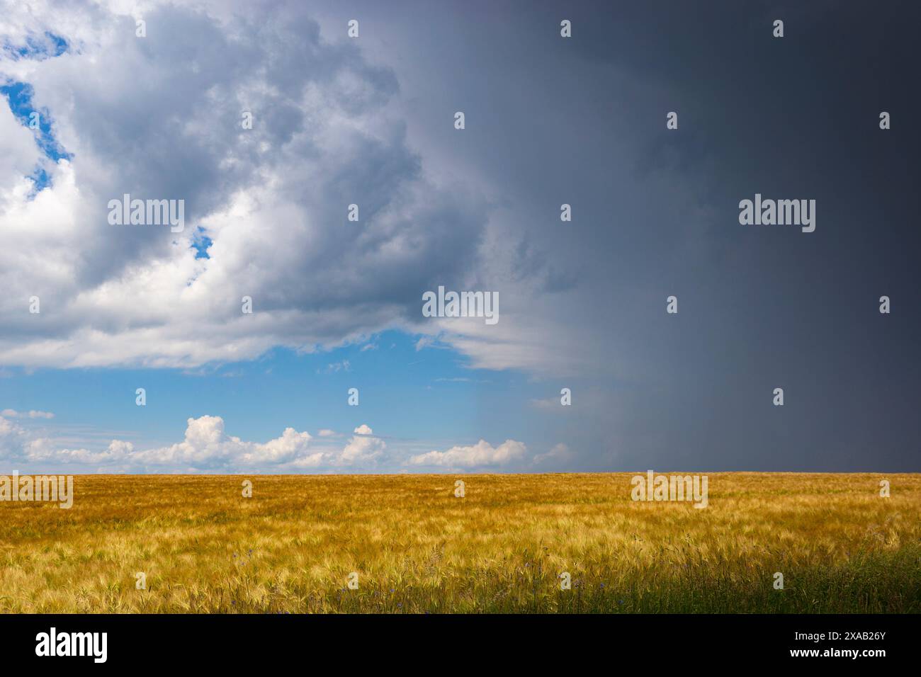 Nuvole di tempesta sui campi agricoli. Foto Stock