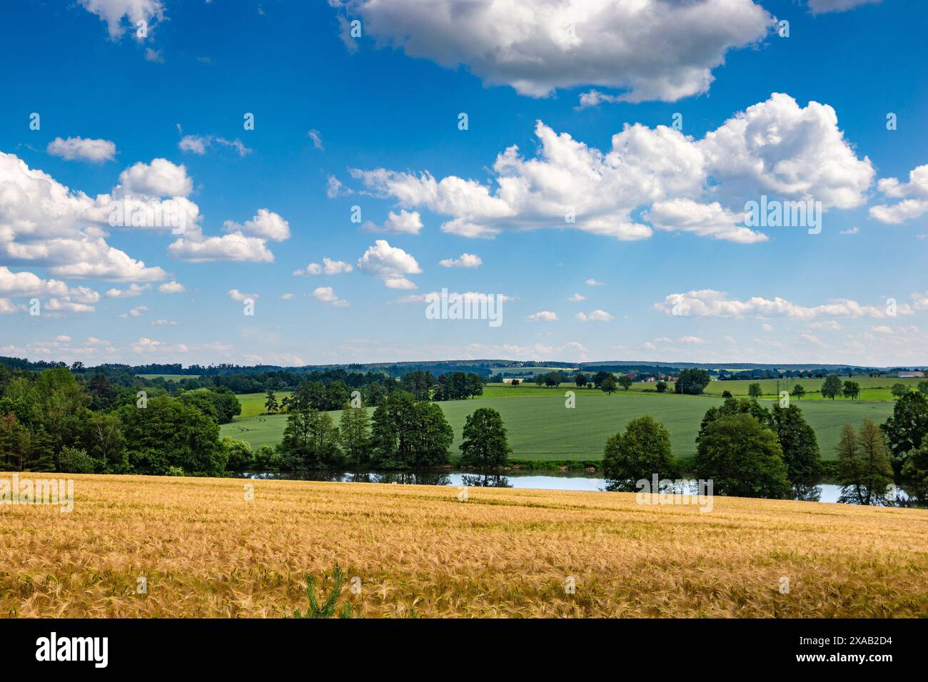 Cielo blu con nuvole sui campi di segale. Terreni agricoli. Foto Stock