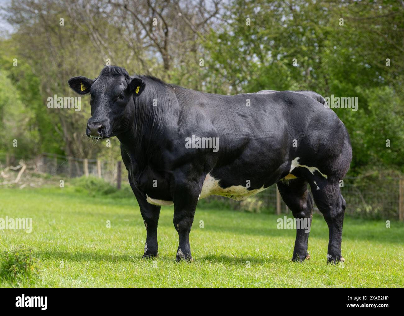 Le giovenche blu britanniche, una razza di manzo che porta un gene muscolare doppio, la miostatina, che dà loro un muscolo estremo. Hereford, Regno Unito. Foto Stock