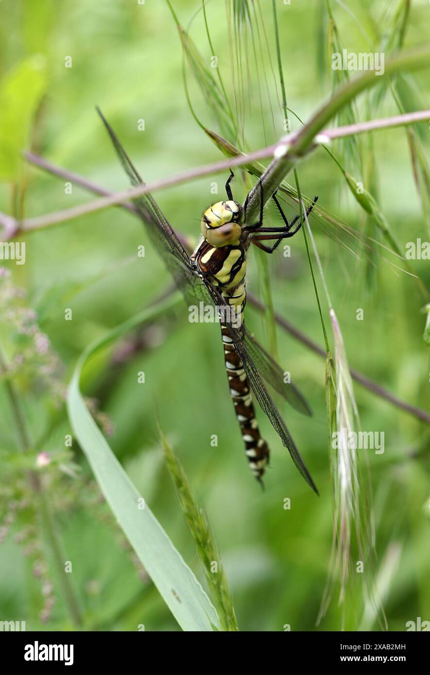 Giovane Hawker del Sud Dragonfly, Aeshna cycnea, Aeshnidae. Il falco meridionale o falco blu (Aeshna cyanea) è una specie di dragonfly da falco. Foto Stock