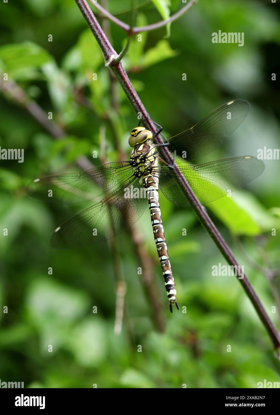 Giovane Hawker del Sud Dragonfly, Aeshna cycnea, Aeshnidae. Il falco meridionale o falco blu (Aeshna cyanea) è una specie di dragonfly da falco. Foto Stock