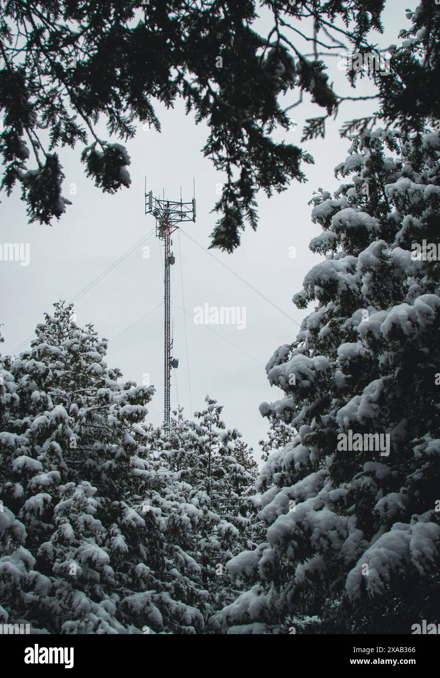 Una minacciosa torre cellulare incorniciata da alberi di conifere durante una mattina d'inverno in Ontario, Canada Foto Stock