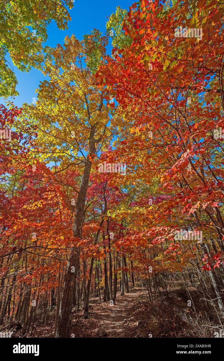 Colori luminosi su un sentiero forestale sulla Blue Ridge Parkway in Virginia Foto Stock