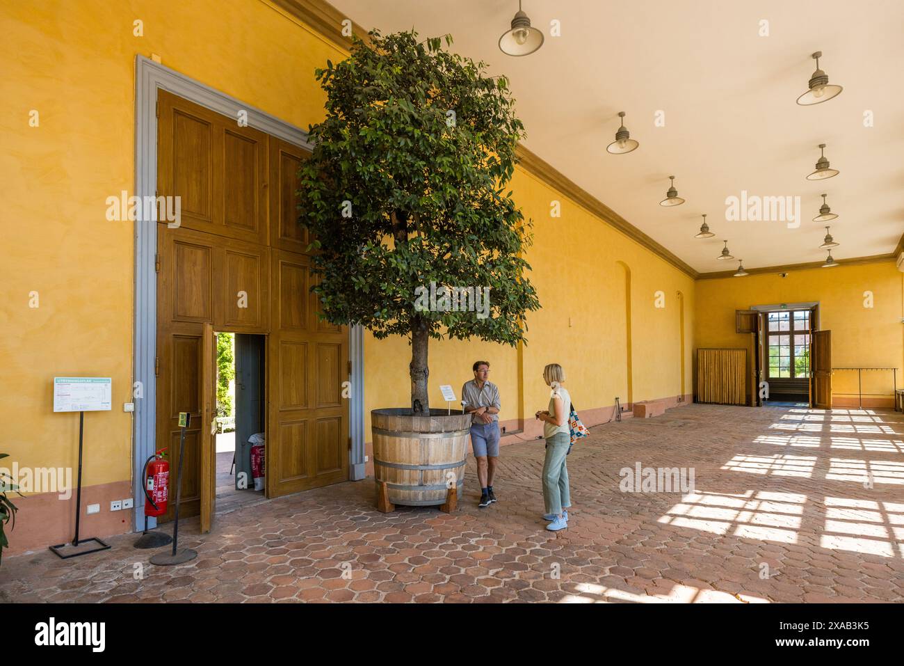 Orangerie nell'Orto Botanico di Uppsala. Il curatore scientifico Jesper Kårehed davanti al vecchio albero di alloro che Carl von Linné ordinò in Olanda nel XVIII secolo. Le foglie dell'albero dell'alloro furono usate per tessere le corone di alloro degli studenti di dottorato fino agli anni '1980 Triangeln, Uppsala, Svezia Foto Stock