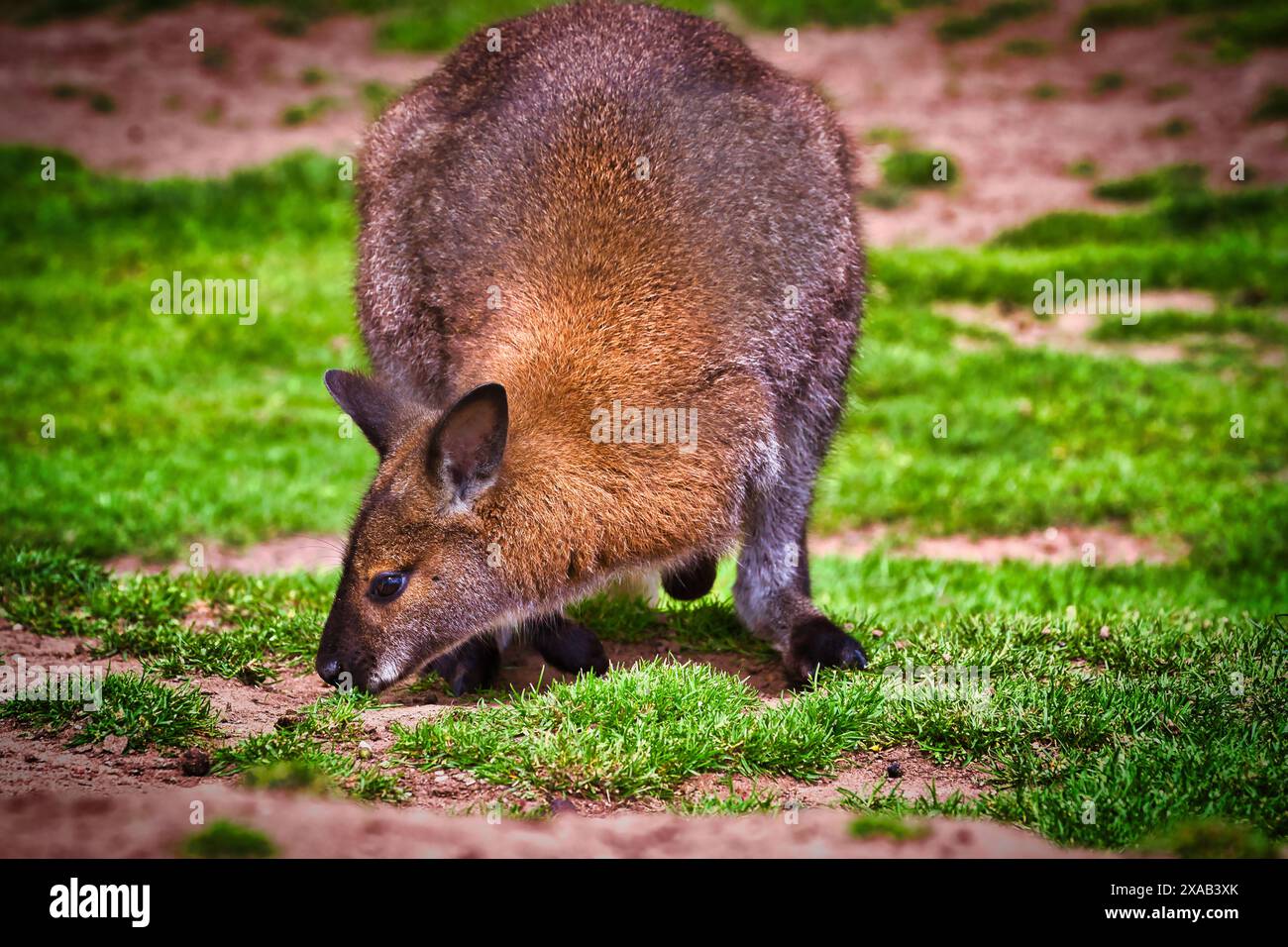 Primo piano di un wallaby che pascolava sull'erba in un ambiente naturale. Il wallaby ha una pelliccia marrone ed è visto piegarsi per mangiare. Foto Stock