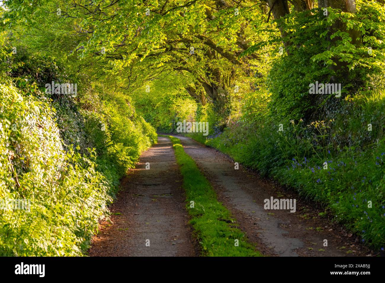 Devon Lane vicino a Chagford in estate Foto Stock