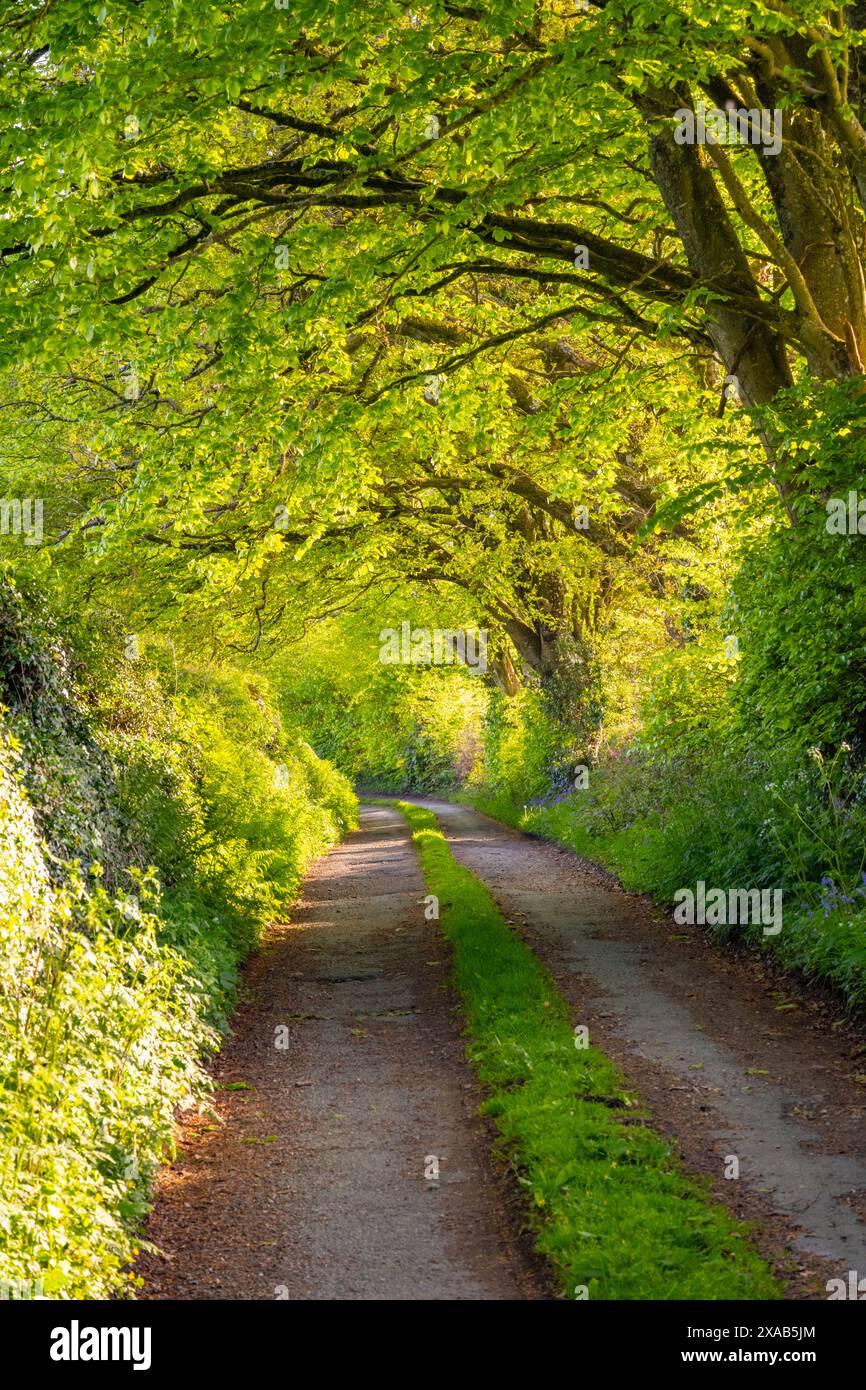 Devon Lane vicino a Chagford in estate Foto Stock