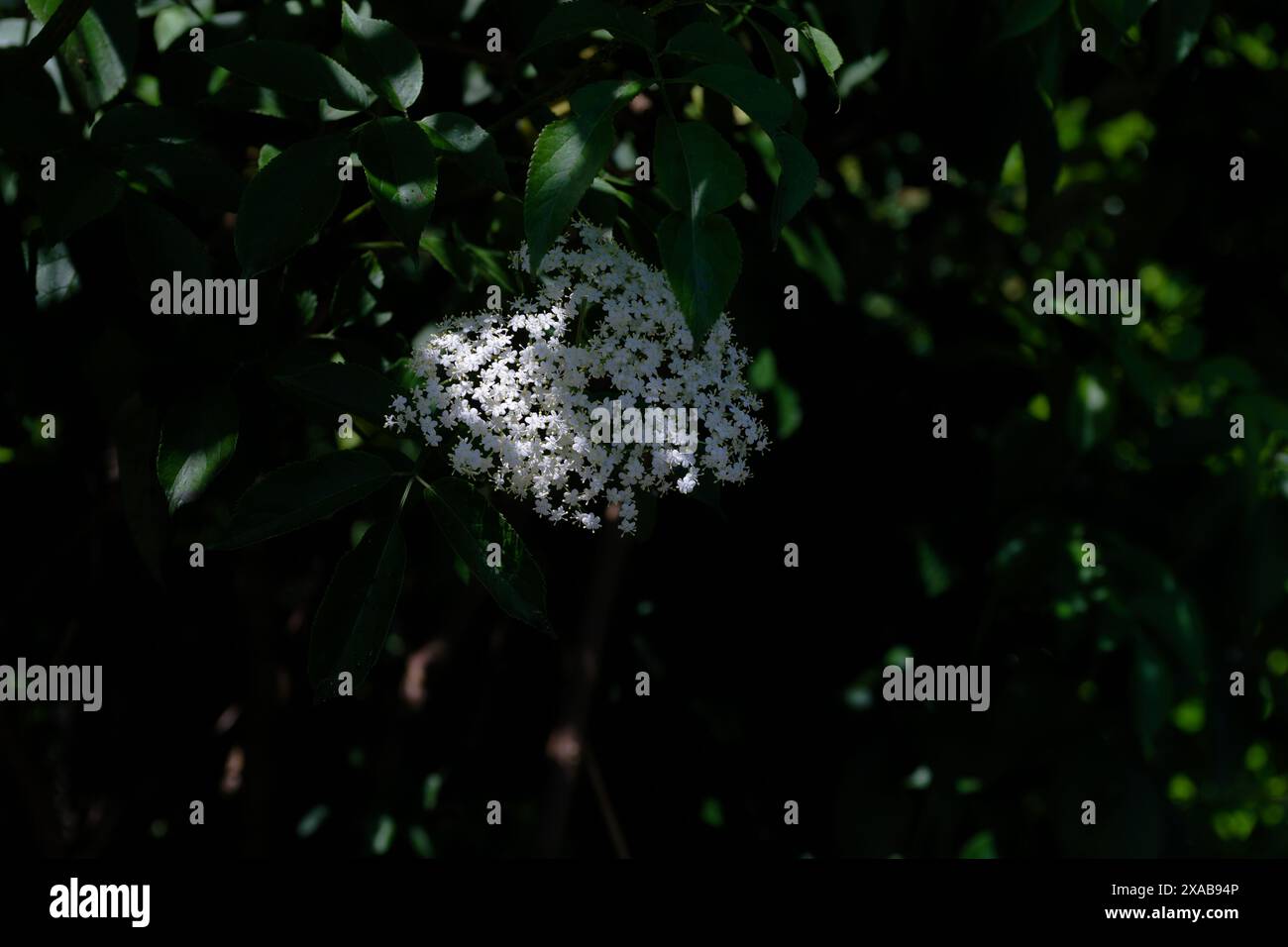Sambuco che fiorisce in un punto di luce su uno sfondo scuro ombreggiato Foto Stock