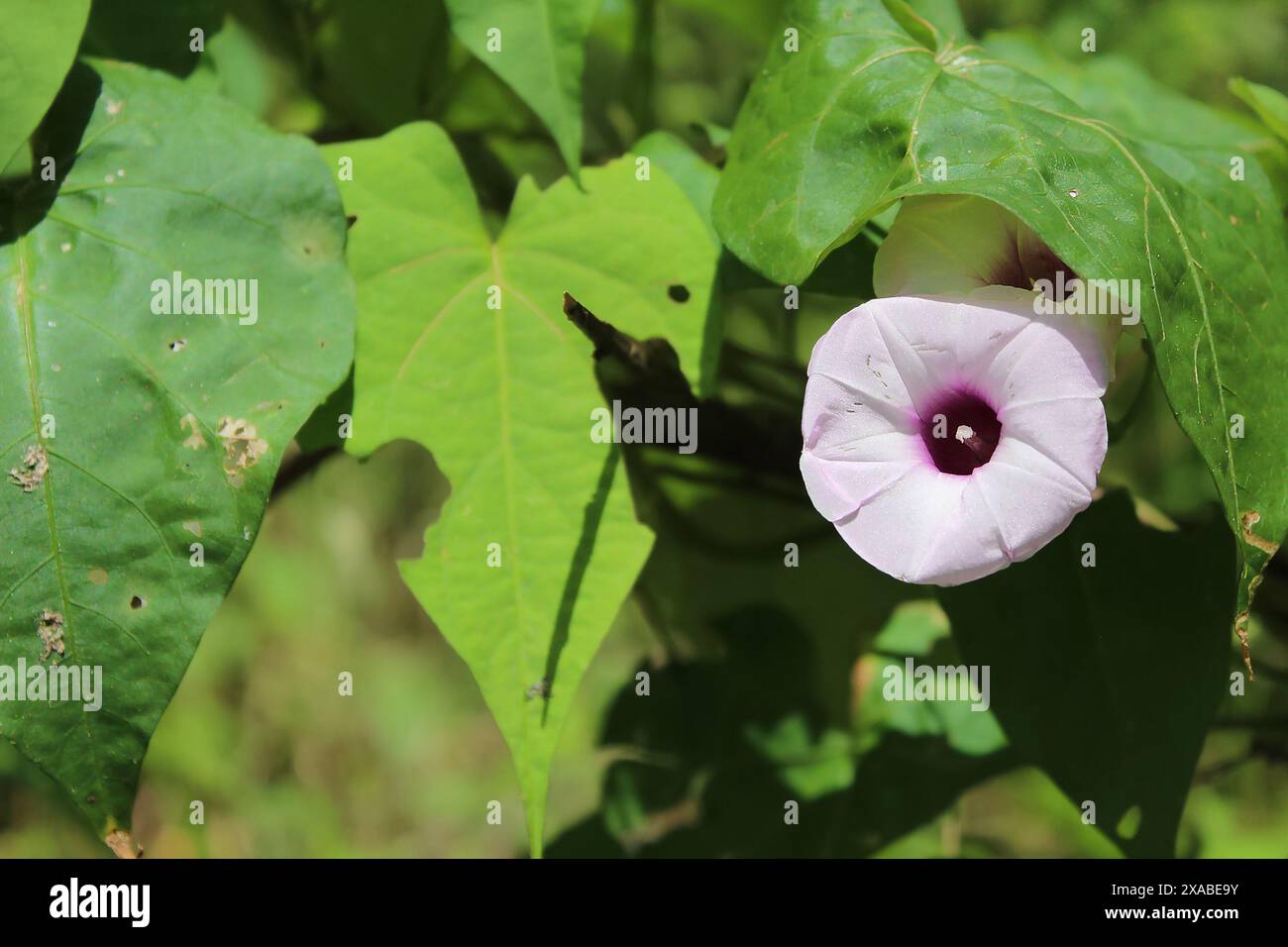 Primo piano del fiore viola della patata dolce Ipomoea batatas. Foto Stock