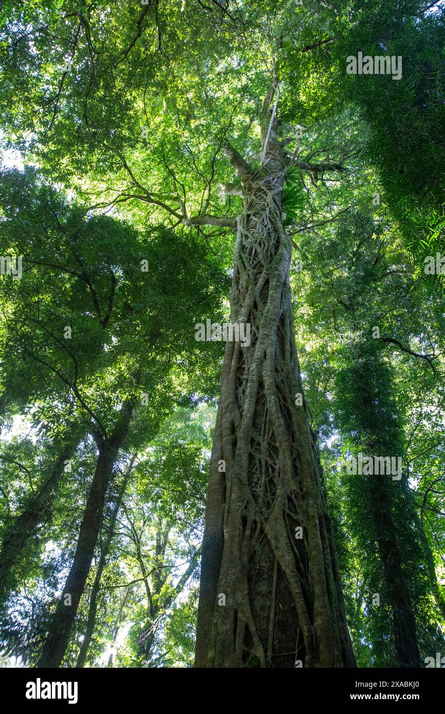 Dorrigo National Park sulla Waterfall Way Dorrigo, sito patrimonio dell'umanità dell'UNESCO con alberi e baldacchino della foresta pluviale di Gondwana, New South Wales, Australia Foto Stock