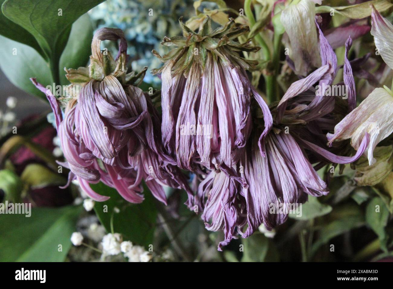 Un gruppo di fiori morenti in un bouquet Foto Stock