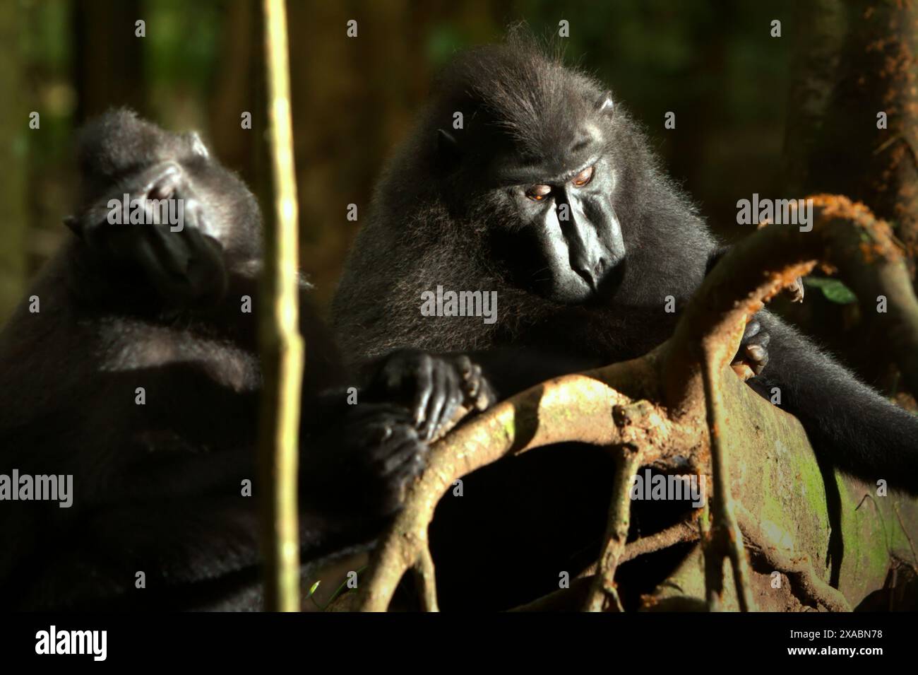 Macachi neri di Sulawesi (Macaca nigra) nella riserva naturale di Tangkoko, Sulawesi settentrionale, Indonesia. Foto Stock