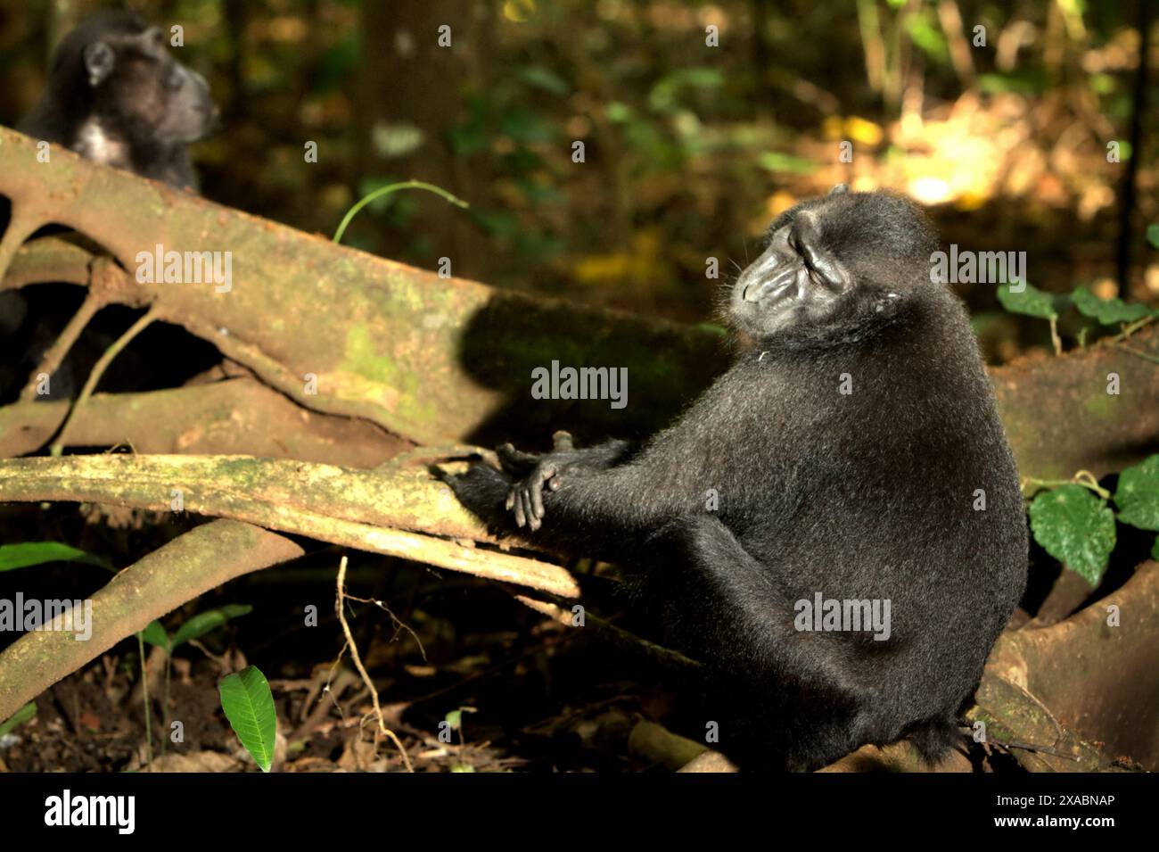Macachi di Sulawesi crestati neri (Macaca nigra) nella foresta di Tangkoko, Sulawesi settentrionale, Indonesia. Foto Stock