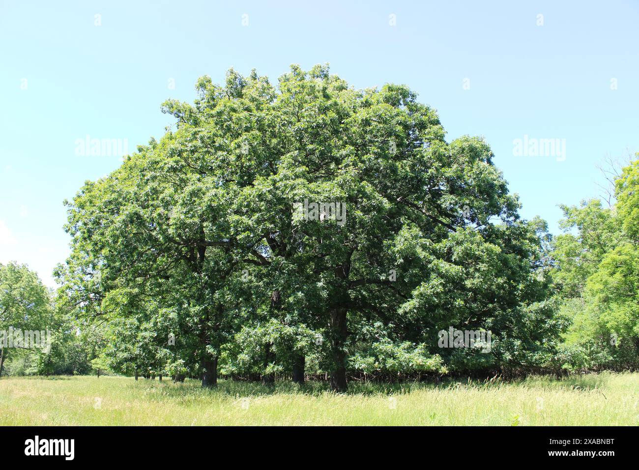 Boschetto di querce bianche in un prato a Dam Number 4 Woods a Park Ridge, Illinois Foto Stock