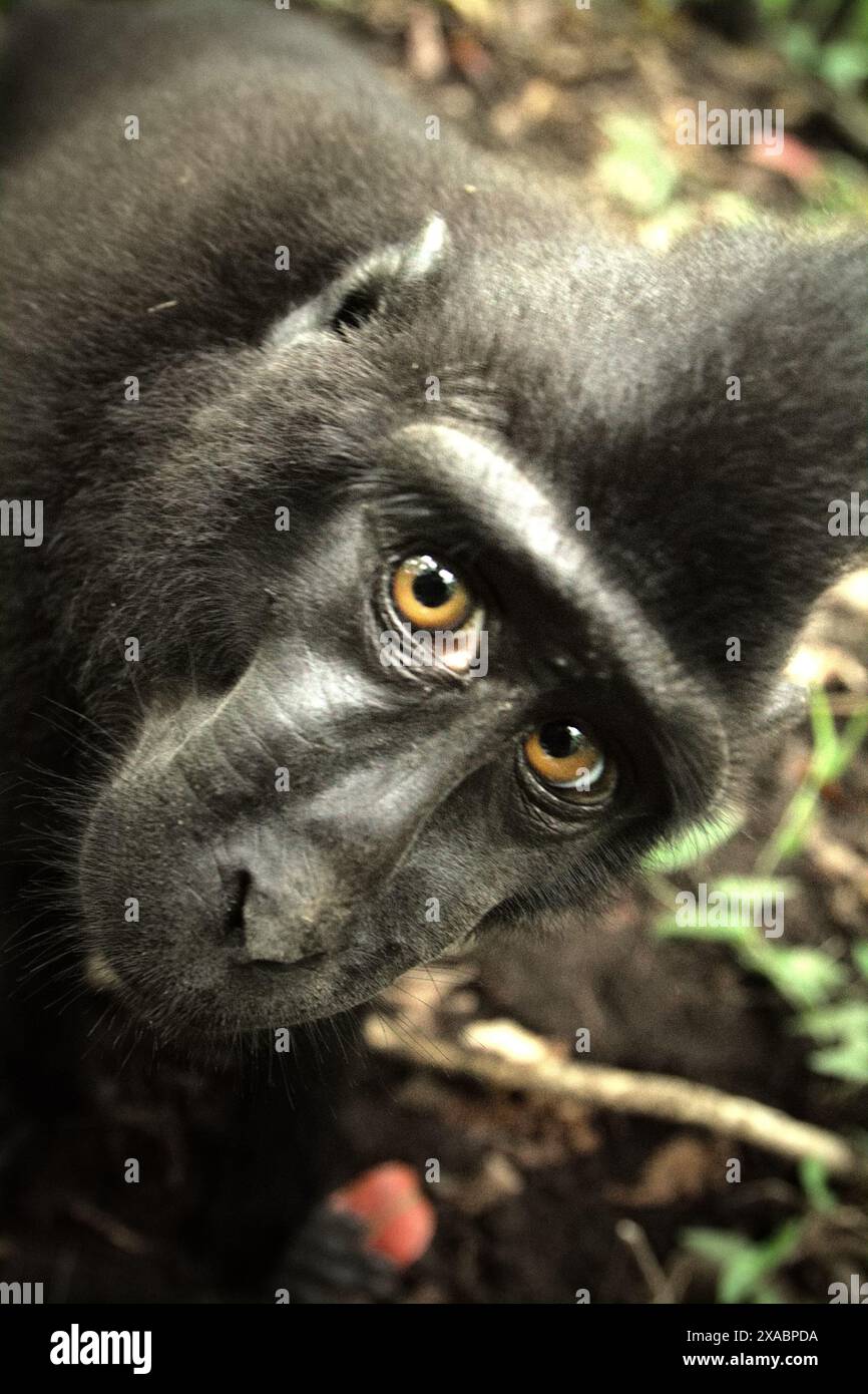 Un macaco di Sulawesi crestato nero (Macaca nigra) è curiosamente interessato alla riflessione sulla lente della riserva naturale di Tangkoko, Sulawesi settentrionale, Indonesia. Foto Stock