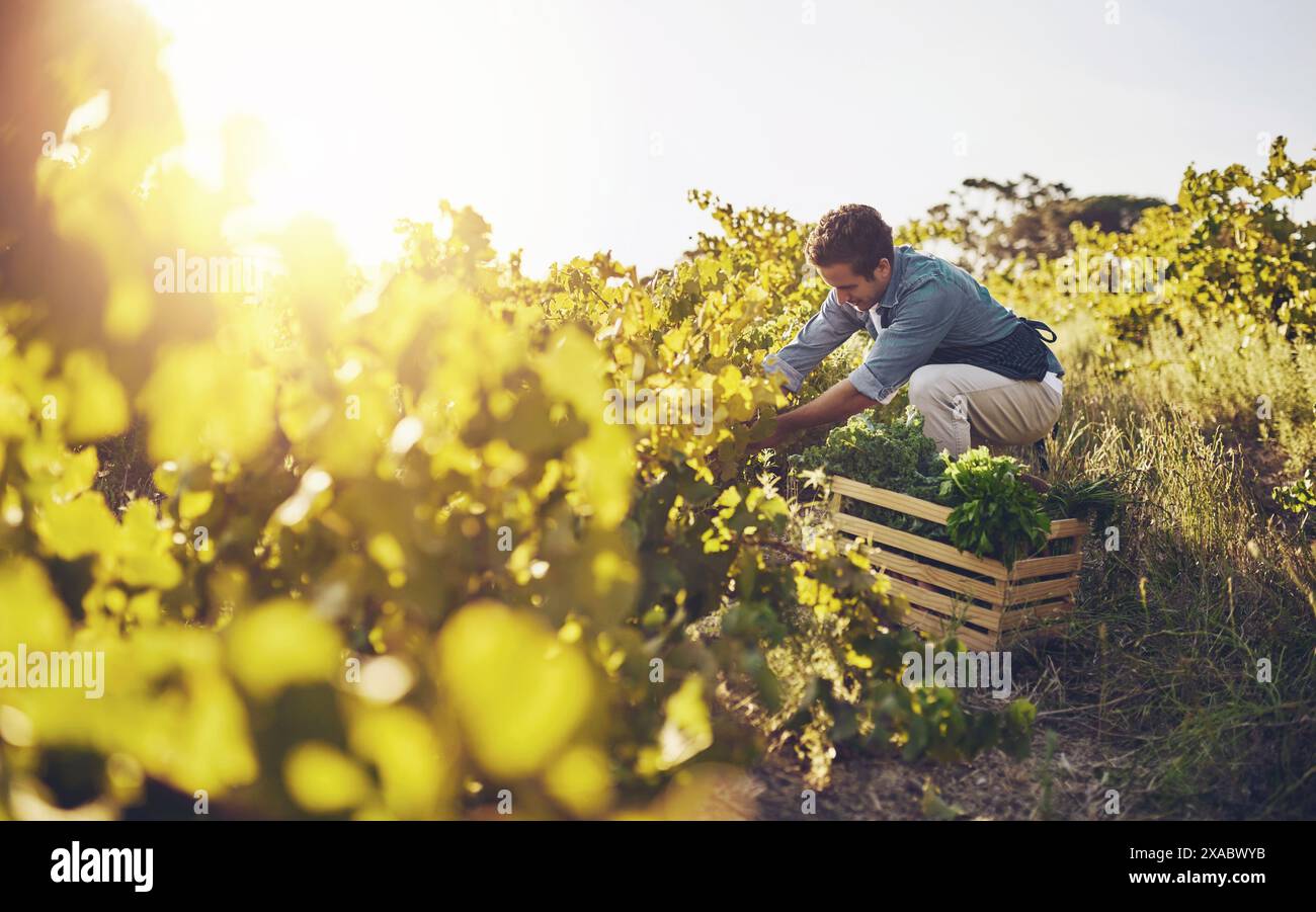 Raccolta, fattoria e uomo che lavora con sedano, prodotti naturali e alimenti biologici in campagna. Sostenibilità, agroalimentare e contadino con scatola Foto Stock