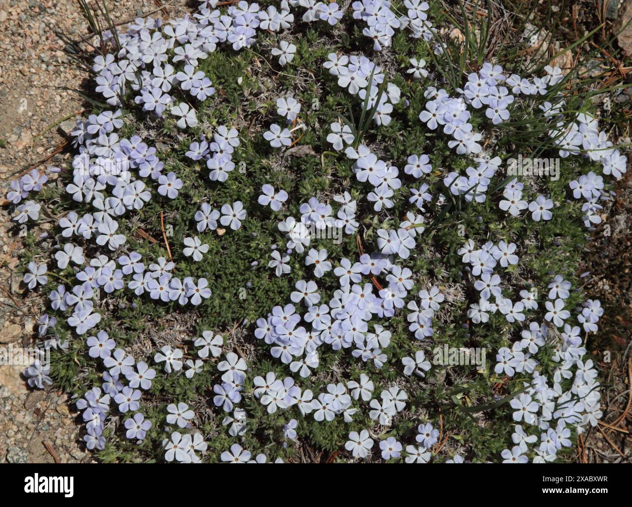 Fiori selvatici viola Phlox a Beartooth Mountains, Montana Foto Stock