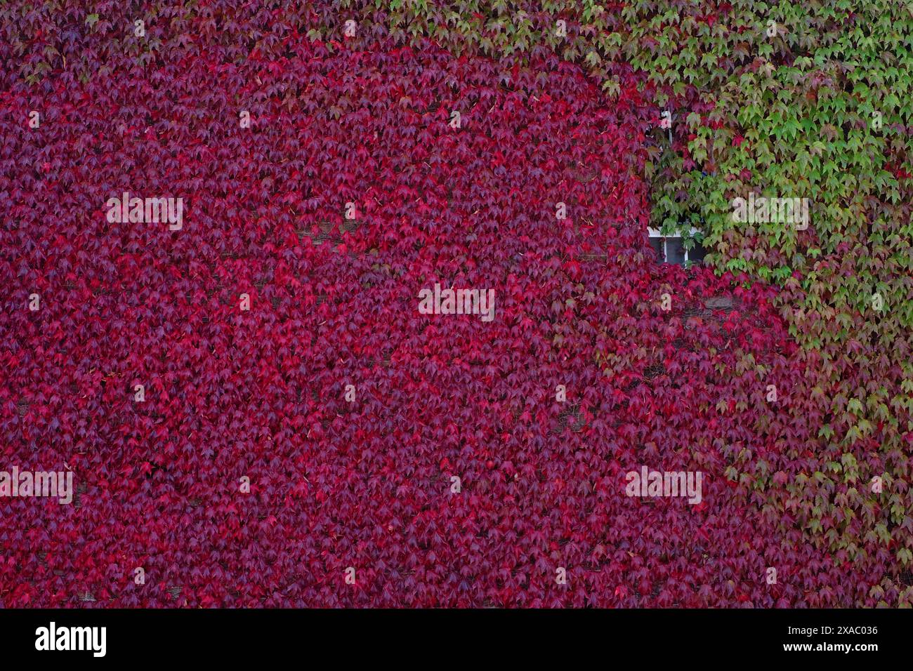 Parete di edera rossa e verde con una finestra che sbircia da sotto le foglie a Bowral, altopiani meridionali, nuovo Galles del Sud Foto Stock
