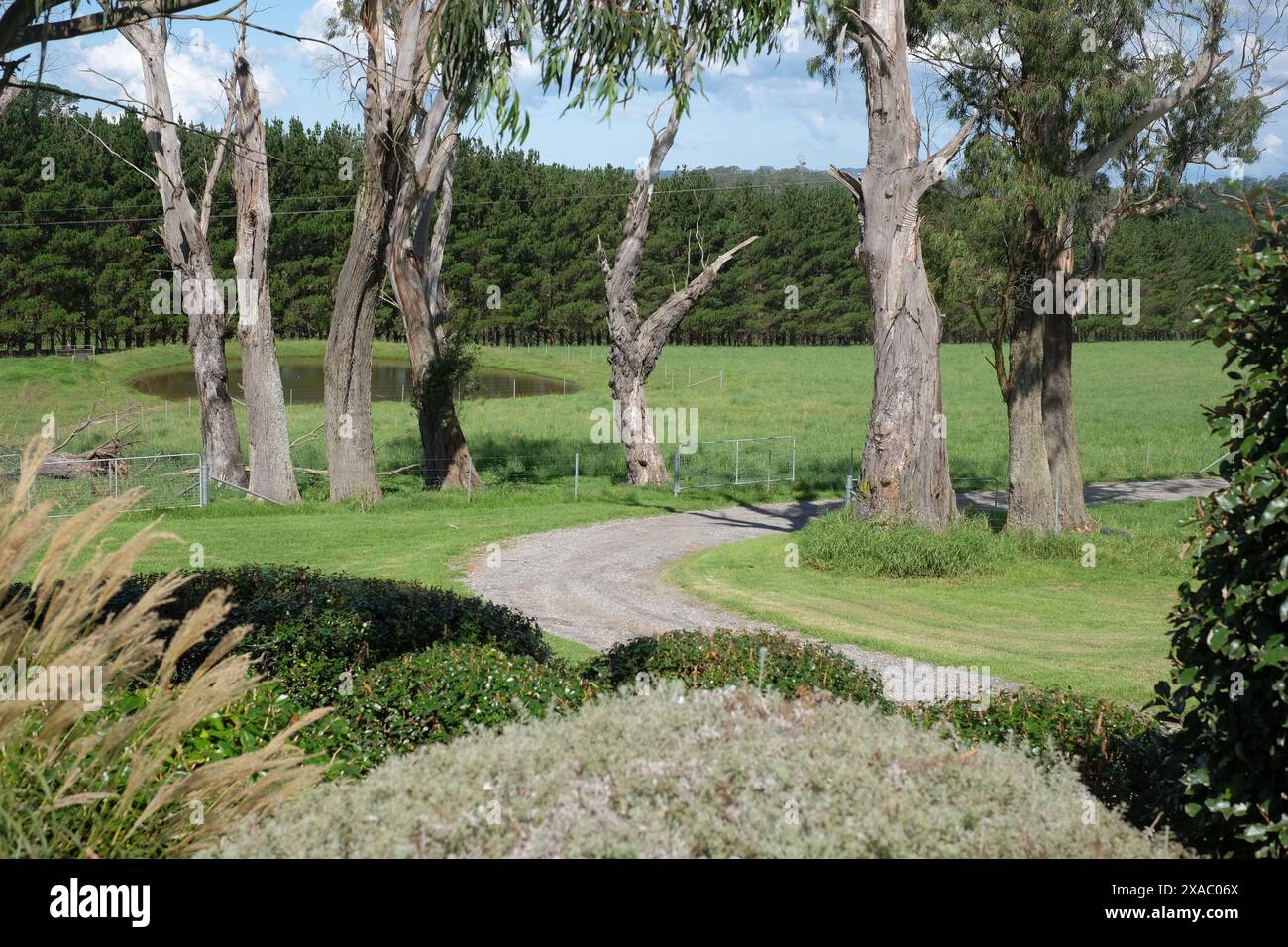 Alberi lungo una strada sterrata nella campagna fino a una fattoria fuori Bowral nelle Southern Highlands, nuovo Galles del Sud Foto Stock