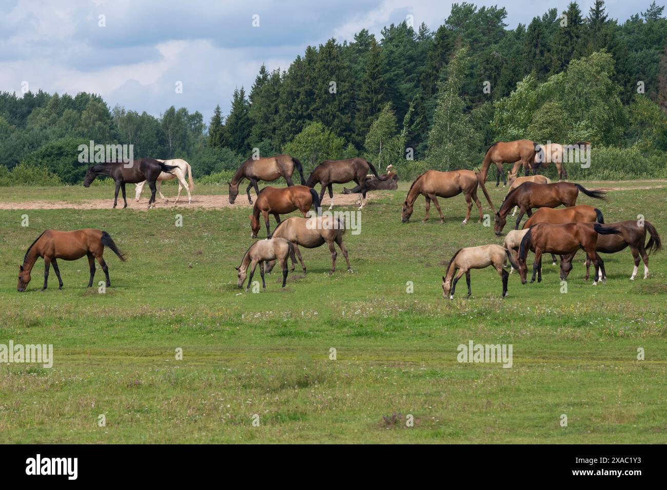 Una mandria di cavalli pascolano in un prato il giorno di luglio. Regione Tver, Russia Foto Stock