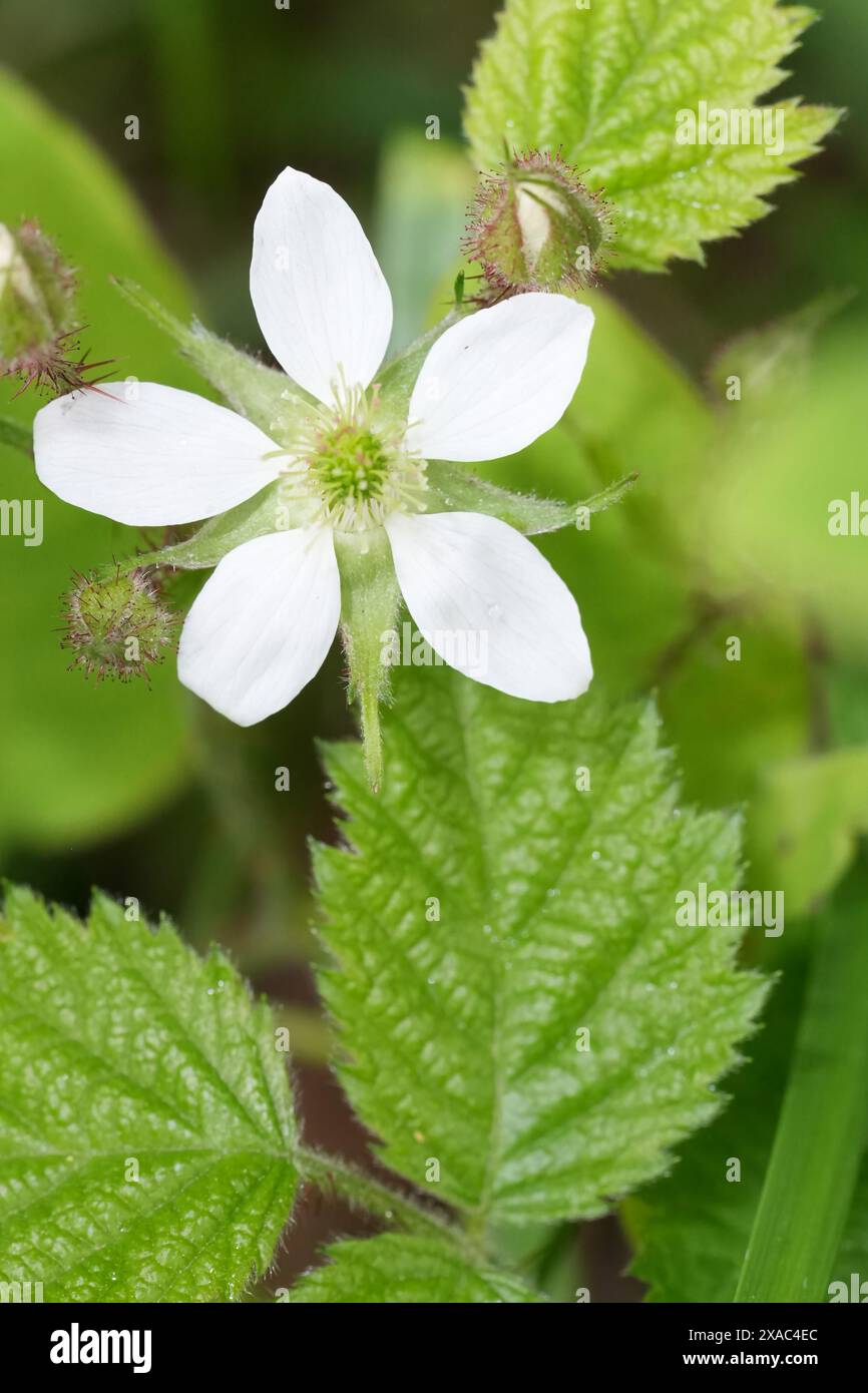 Primo piano verticale sul fiore bianco del Pacifico, mora o ruba della California, Rubus ursinus in Oregon Foto Stock