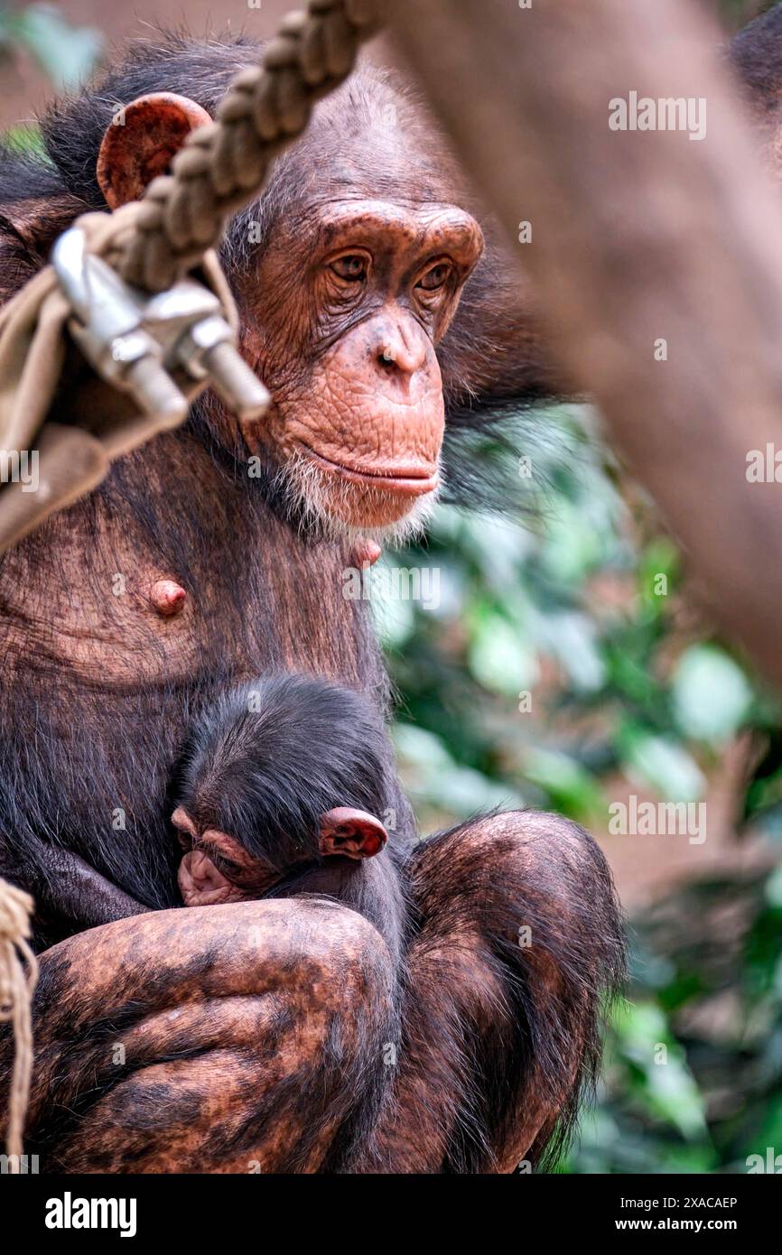 Westafrikanischer Schimpanse Pan troglodytes verus . Westafrikanischer Schimpanse Pan troglodytes verus im Zoo Leipzig. DAS 13jährige Schimpansen-Weibchen Changa Hat in der Nacht zum 04.06.2024 den ersten Nachwuchs ihrer Art im Zoo Leipzig Seit 2021 zur Welt gebracht. 20240605MIC0879 *** Scimpanzé dell'Africa occidentale Pan troglodytes verus Scimpanzee dell'Africa occidentale Pan troglodytes verus allo zoo di Lipsia la tredicenne scimpanzé Changa ha dato alla luce la prima progenie della sua specie allo zoo di Lipsia dal 2021 la notte del 04 06 2024 20240605MIC0879 Foto Stock