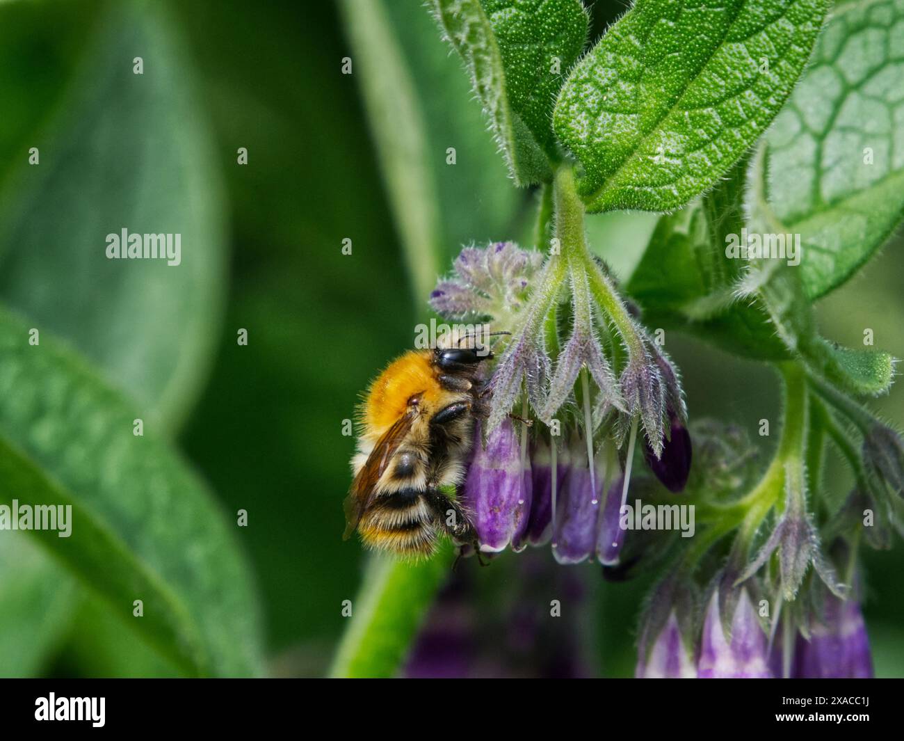 Un'ape di miele che raccoglie nettare da un fiore in fiore all'aperto. Cromeria russa impollinata dall'ape nella zona 1 dei laghi di Lackford Foto Stock