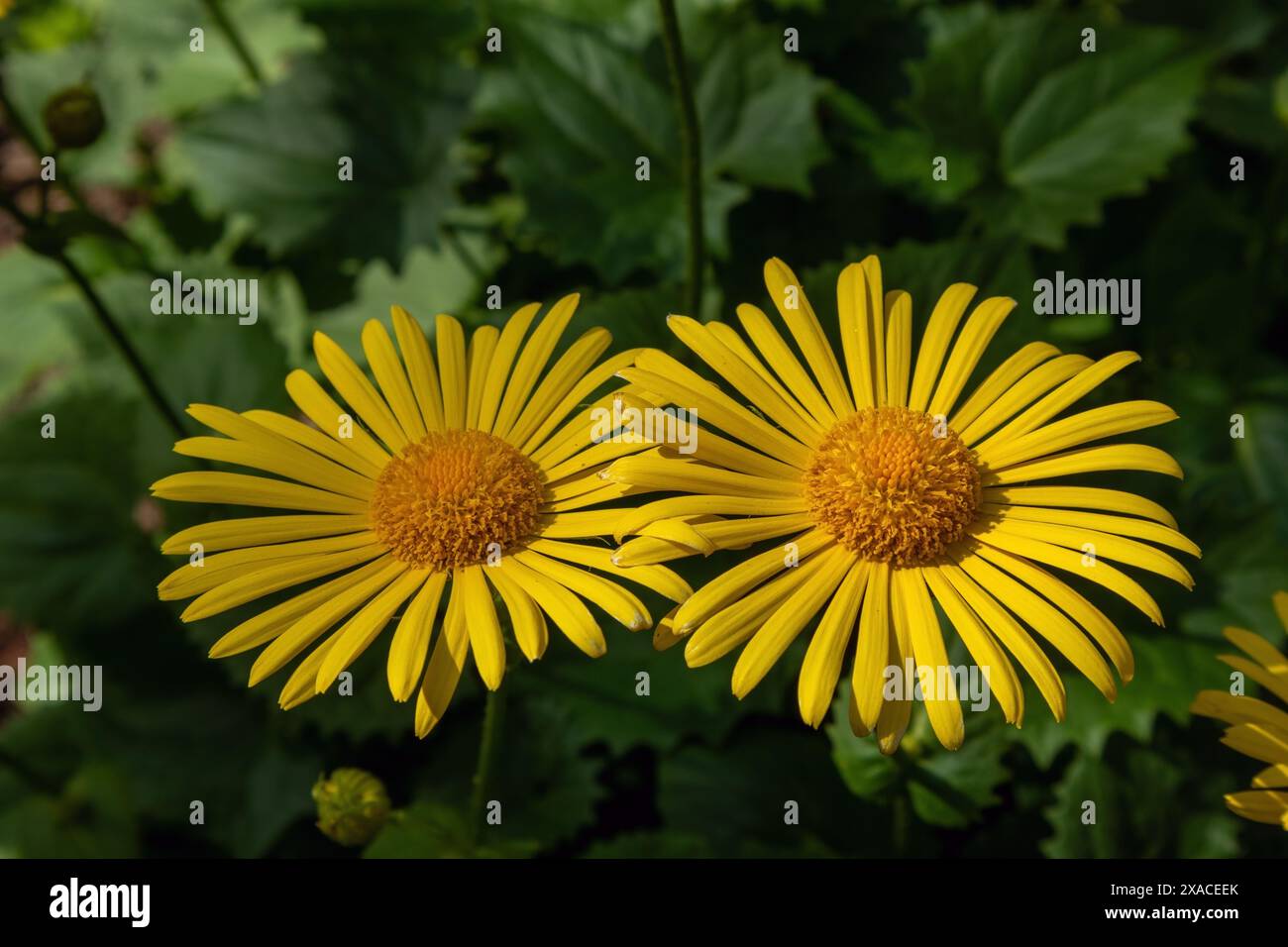 Doronicum orientale, la rovina del leopardo, fiore primaverile giallo Foto Stock