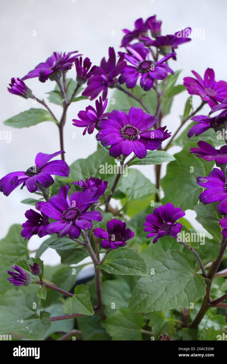 Fiori viola in fiore pericallis mandala Foto Stock