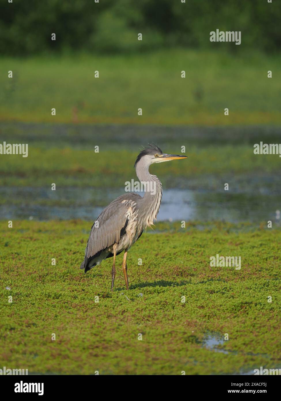 Caccia all'airone grigio giovanile in un campo allagato locale. Foto Stock