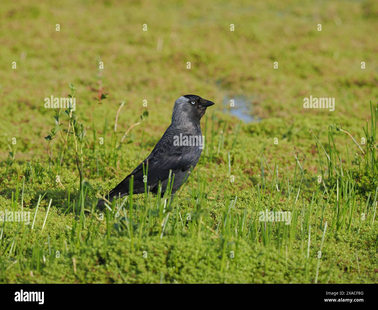 Jackdaw, nutrendosi di invertebrati in un campo inondato. Foto Stock