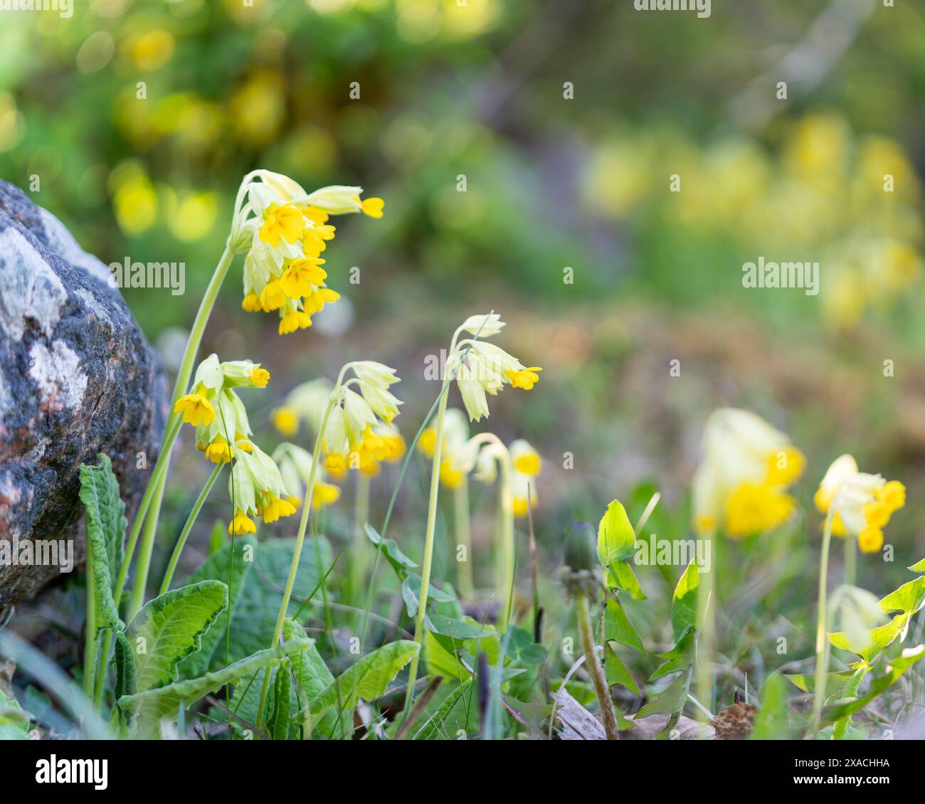 Cowslip, Primula veris, Primula officinalis, Primulaceae. Cowslip (Primula veris) gruppo di piante gialle con foglie pelose verdi. Messa a fuoco selettiva. Foto Stock