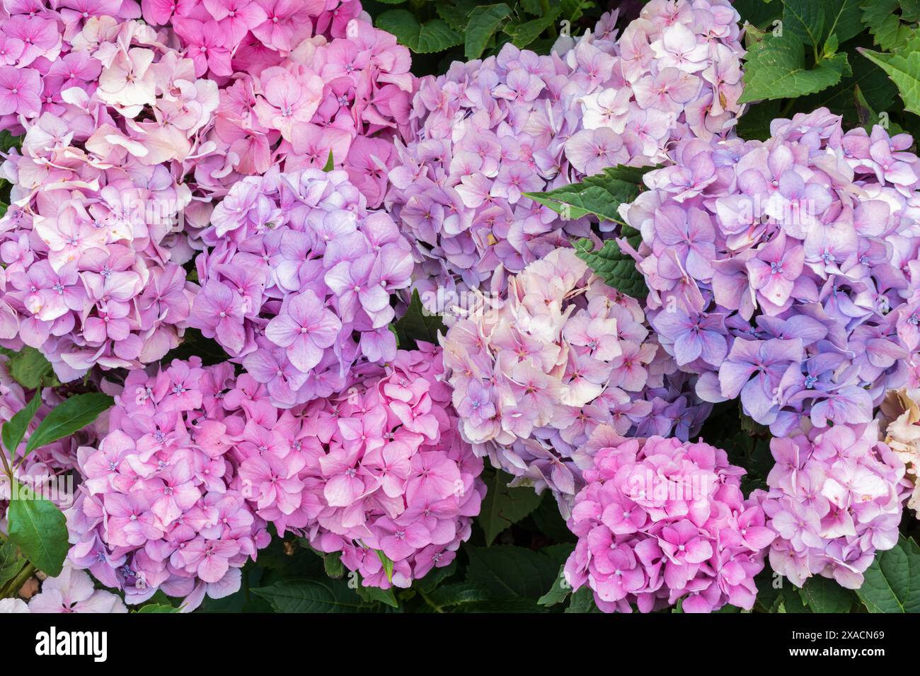 fotografia di ortensie rosa viola su uno sfondo verde Foto Stock
