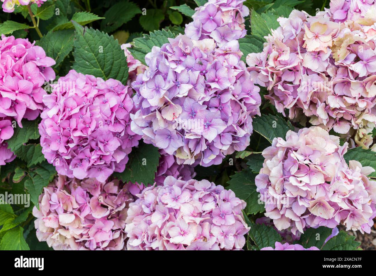 fotografia di ortensie rosa viola su uno sfondo verde Foto Stock