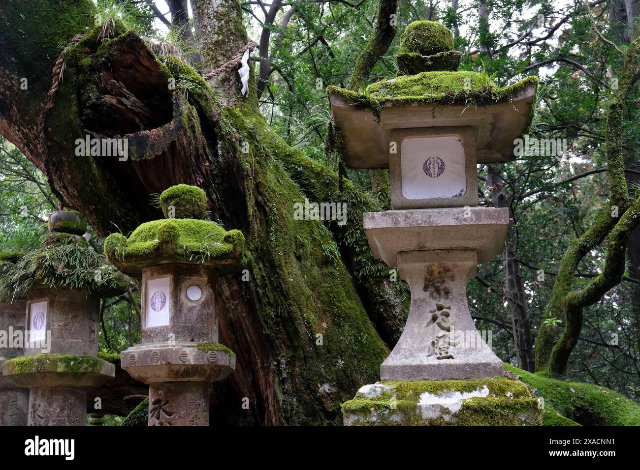 Un gruppo di lanterne di pietra situate all'interno di una fitta foresta a Nara, Honshu, Giappone, Asia Copyright: FrancescoxFanti 1336-1114 Foto Stock