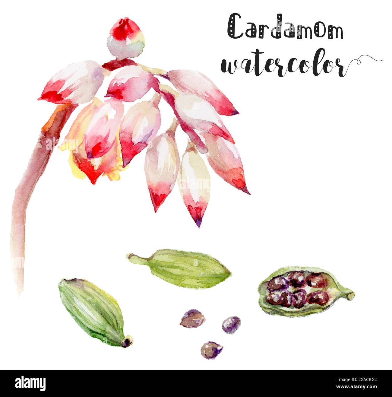 Questa illustrazione ad acquerello mostra una varietà di vibranti cardamomo. Ideale per progetti di design a tema alimentare Foto Stock Questa illustrazione ad acquerello mostra una varietà di vibranti cardamomo. Ideale per progetti di design a tema alimentare Foto Stock