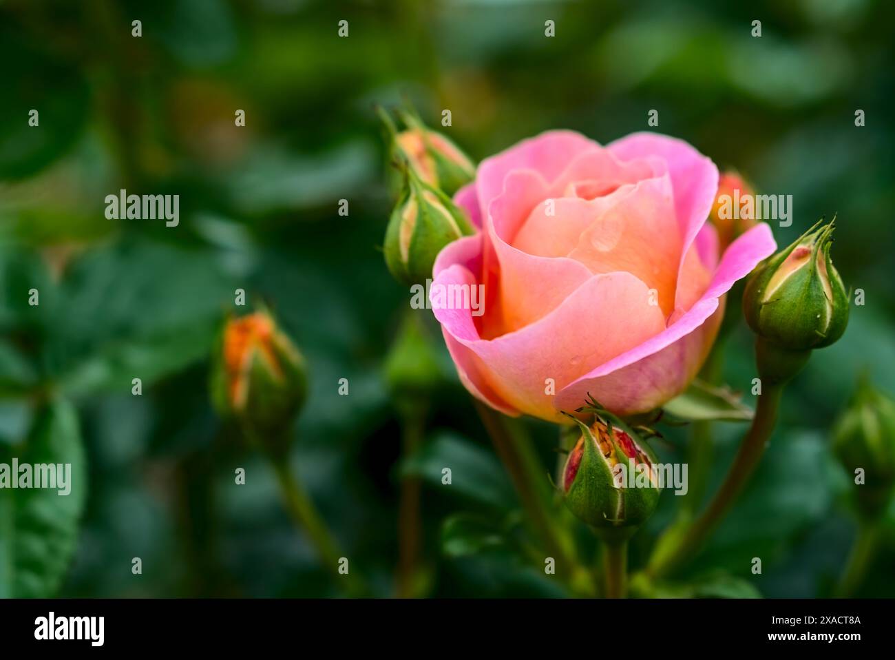 Una delicata rosa con una messa a fuoco morbida e un effetto bokeh, che mette in risalto i dettagli intricati dei suoi petali e gemme sullo sfondo di un fogliame verde. Foto Stock