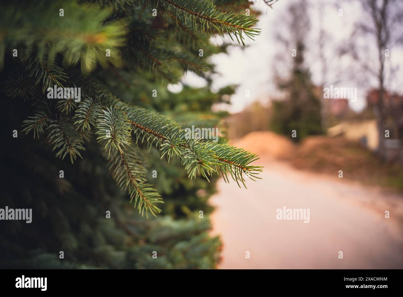 Rami di abete rosso. Foto di alta qualità Foto Stock